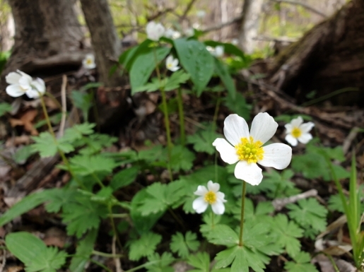 ���� ����5